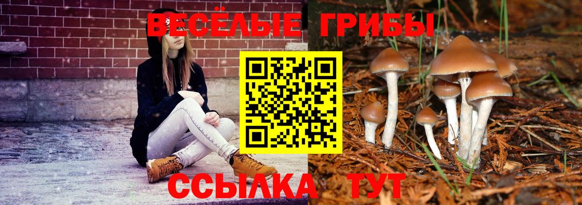 Галлюциногенные грибы Psilocybe Искитим
